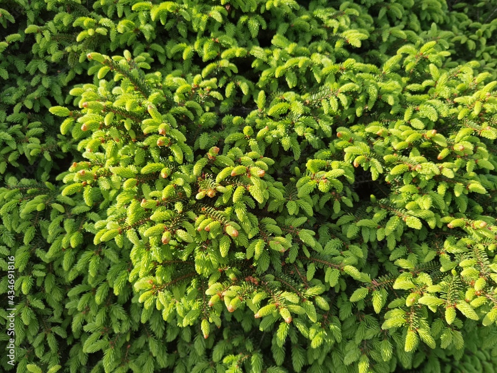 Obraz premium Picea abies. Young spring needles.