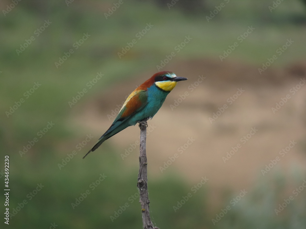 European bee-eater (Merops apiapster) perched a dry tree branch. Colorful bird in nature. European bee-eater (Merops apiapster) perched a dry tree branch. Colorful bird in nature.