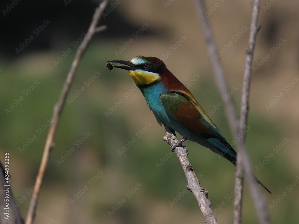 European bee-eater (Merops apiapster) perched a dry tree branch. Colorful bird with a bee in its beak. European bee-eater (Merops apiapster) perched a dry tree branch. Colorful bird with a bee in its beak.