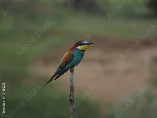 European bee-eater (Merops apiapster) perched a dry tree branch. Colorful bird in nature. © Mod