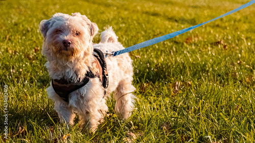 Canvas-taulu Cute havanese dog standing in the grass with light from the side