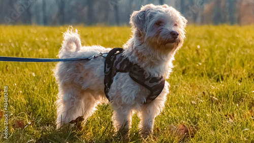 Canvas-taulu Cute havanese dog standing in the grass with light from the side