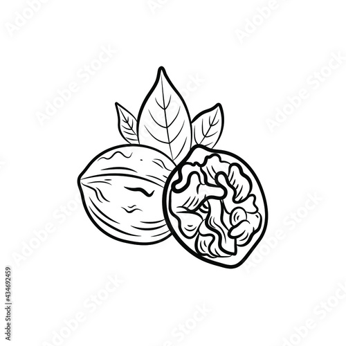 Vector illustration, Walnut with leaves, black and white icon template isolated on white background.
