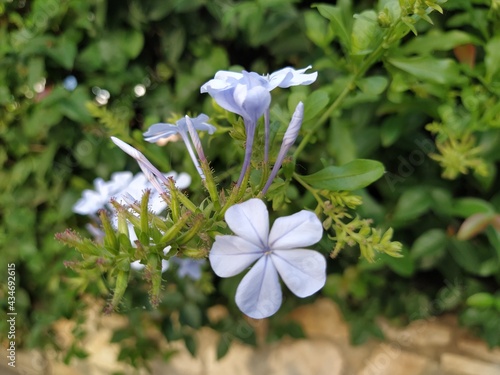 Purple jasmine flowers