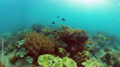 Reef Coral Tropical Garden. Tropical underwater sea fish. Colourful tropical coral reef. Philippines.