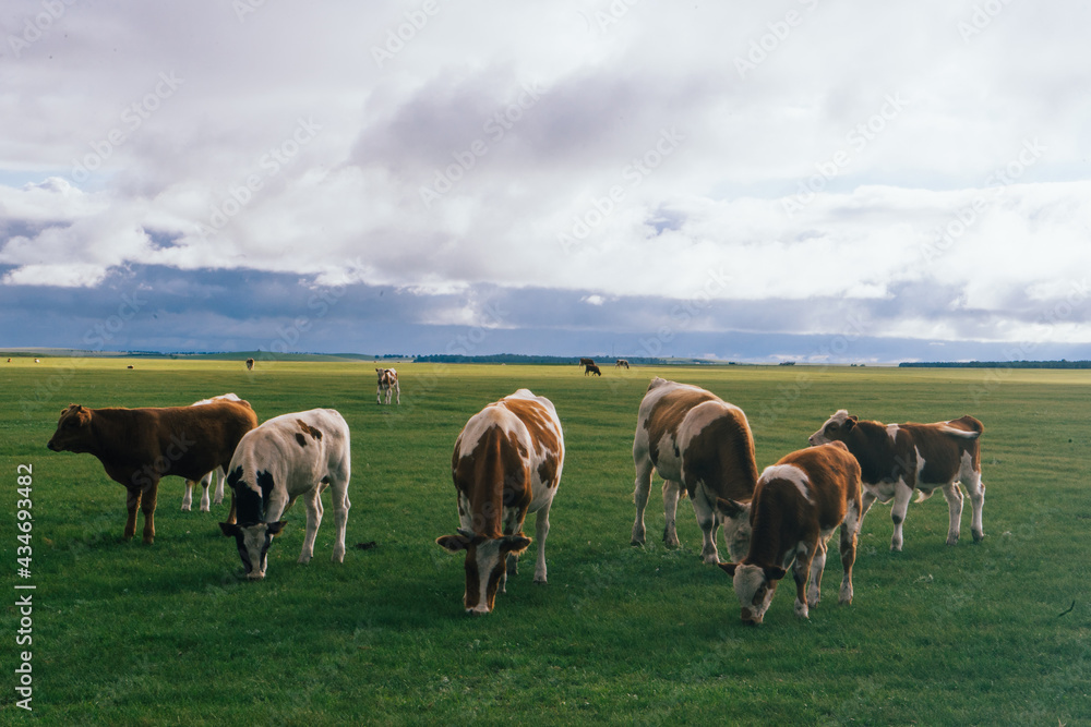 Cows grazing on natural pastures Cows grazing on natural pastures