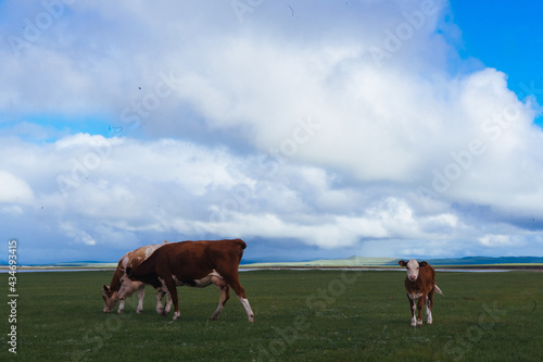 Cows grazing on natural pastures © Wanhao