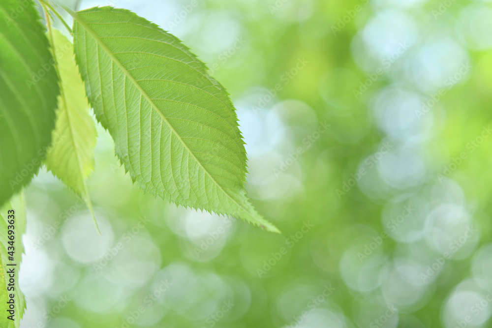 Fresh green leaves background