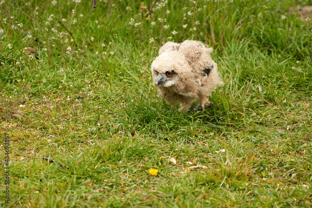 Close-up of an owl chick eagle owl. He walks unstably through the grass