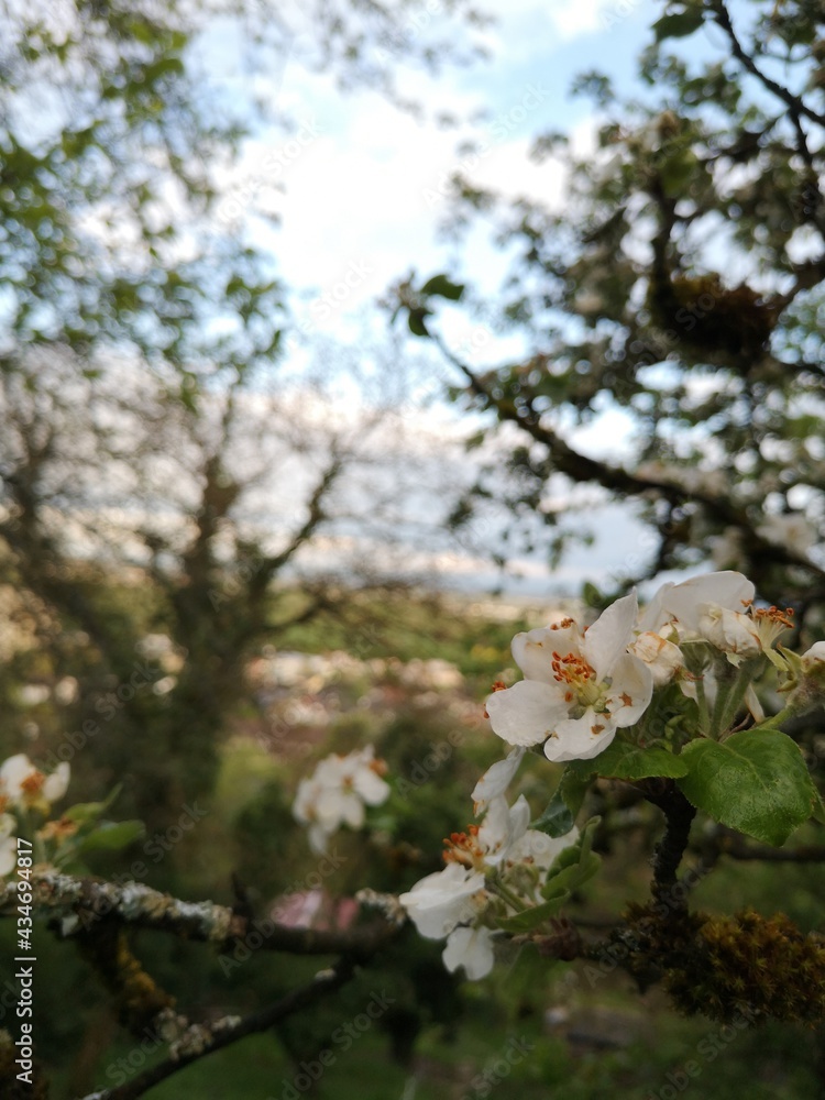 Obraz premium flower