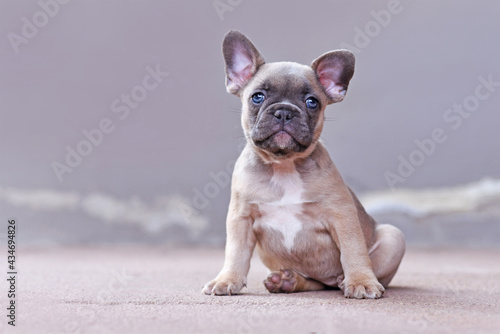 Adorable lilac fawn colored French Bulldog dog puppy with blue eyes in front of gray background