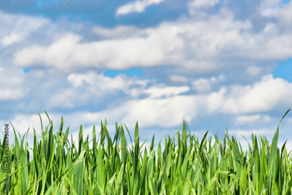 Grainfield with thick grass without ear in early spring with blue sky in background Grainfield with thick grass without ear in early spring with blue sky in background