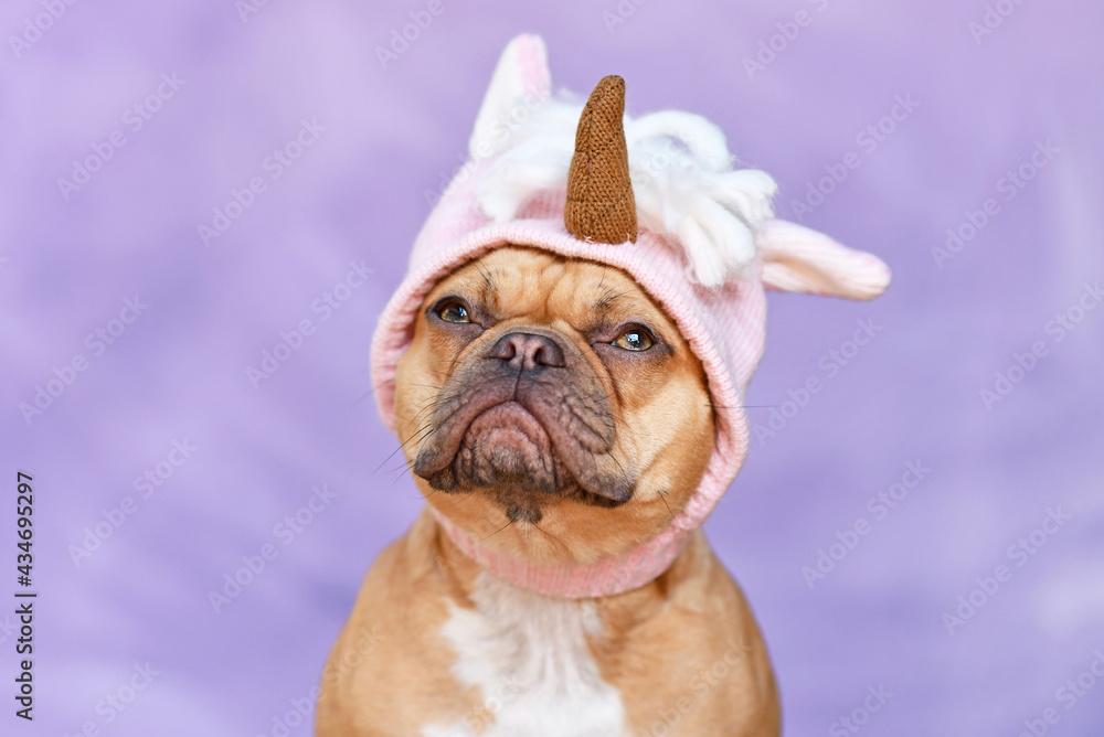 Red French Bulldog dog with wearing a funny knitted pink unicorn hat costume in front of purple background