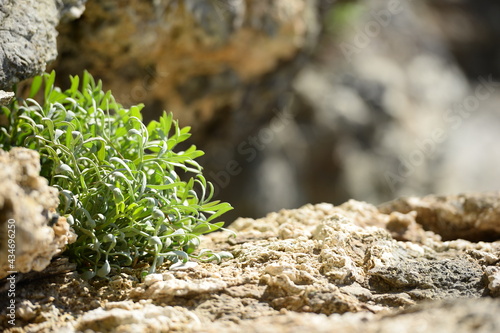 moss on stone