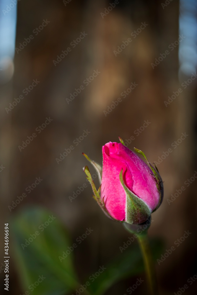 rosebuds, close-up. single rose. minimal color photo. rosebuds, close-up. single rose. minimal color photo.