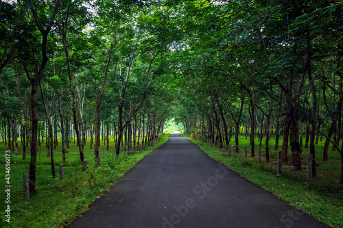 Road in jungle surrounded by green trees from two sides.