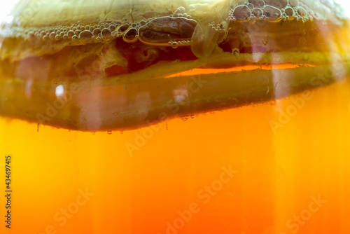 Kombucha scoby close up