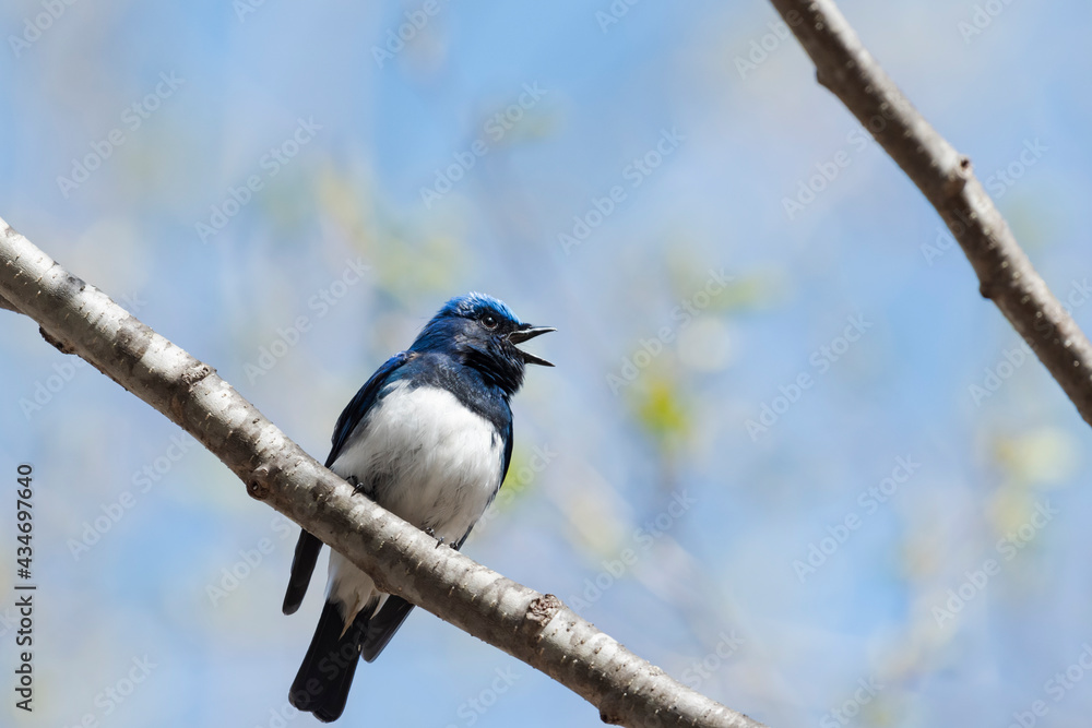 囀るオオルリ(Blue-and-White Flycatcher) 囀るオオルリ(Blue-and-White Flycatcher)