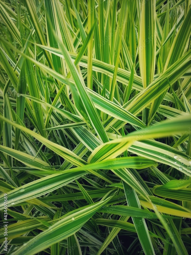 green grass background green grass background