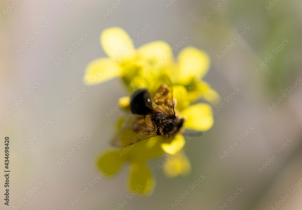 Wild honey bee on yellow wildflowers. Wild honey bee on yellow wildflowers.