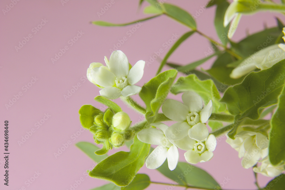 Obraz premium branch of small white flowers isolated on light pink