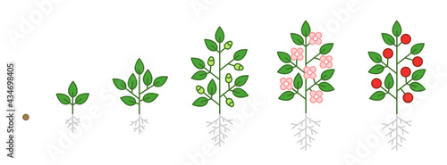 Plant growth stages infographic. Seedling, budding flowering and fruit. Growing period steps. Harvest animation progression phase. Cycle of life schema.