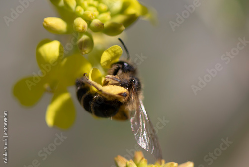Wild honey bee on yellow wildflowers.
