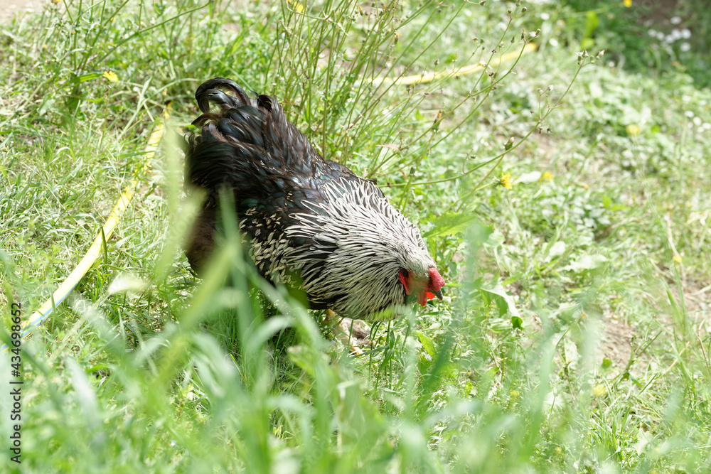 Obraz premium detail of hen in a meadow