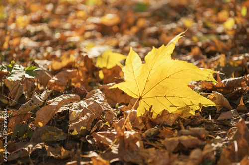 Single yellow maple leaf among the carpet of the leaves against the sun rays.