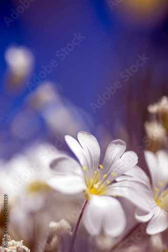garden view with white wildflowers. macro photograph