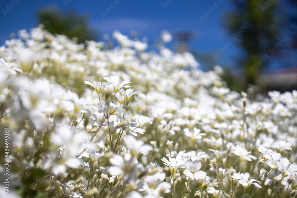 garden view with white wildflowers. macro photograph garden view with white wildflowers. macro photograph