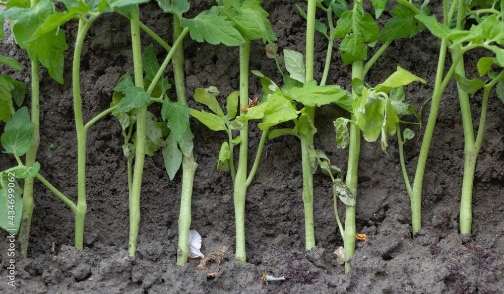 Tomato seedlings temporarily planted in the garden all together Tomato seedlings temporarily planted in the garden all together