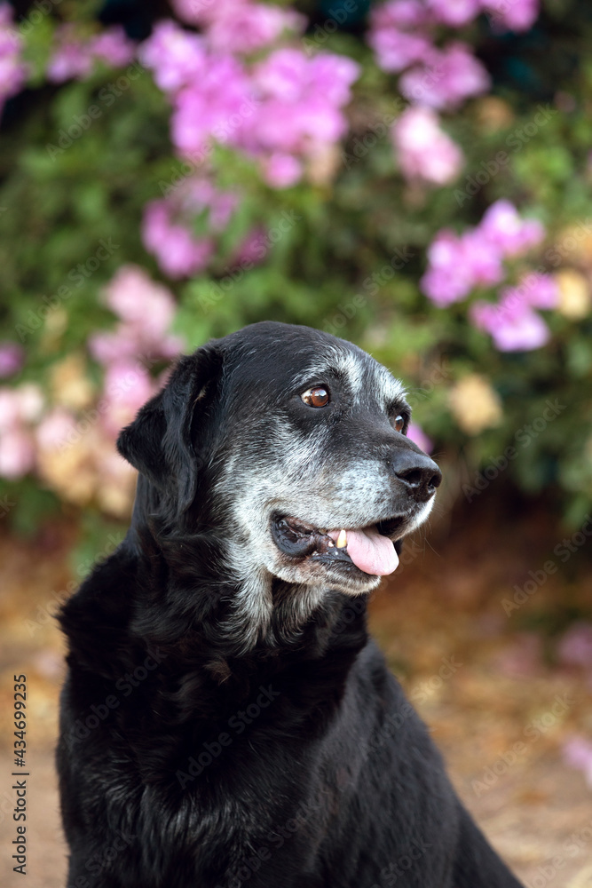 black labrador retriever old black labrador retriever old