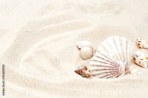 different shells in the sand in selective focus