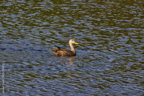 Ducks in a Stuart Florida pond
