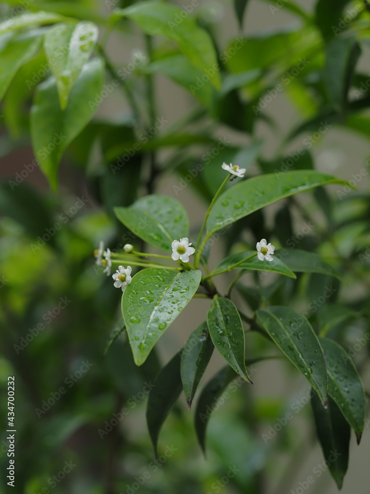 雨の日のソヨゴの雌花 雨の日のソヨゴの雌花
