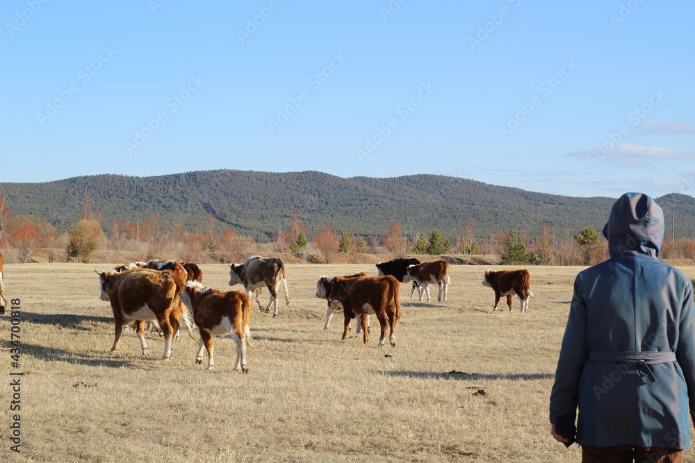 Woman graze herd of cows
