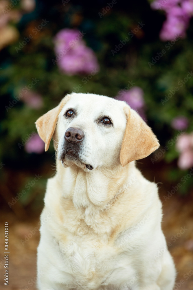 Labrador dog in the garden