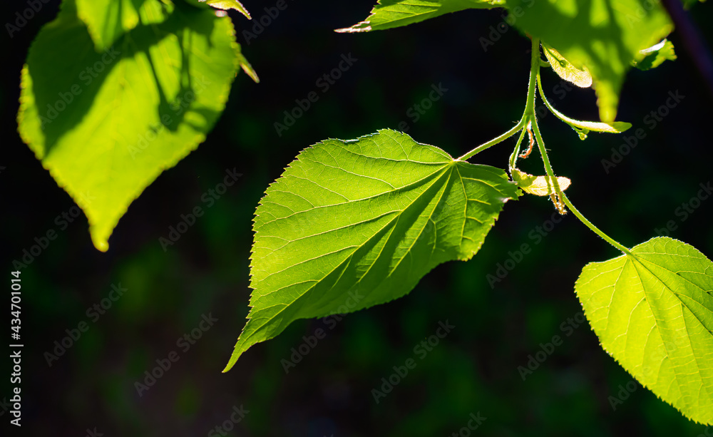 Bright young branches and leaves of a linden tree on a black background are illuminated by sunlight, viewed from the bottom up. Natural background, shade and protection from the scorching sun rays. Bright young branches and leaves of a linden tree on a black background are illuminated by sunlight, viewed from the bottom up. Natural background, shade and protection from the scorching sun rays.