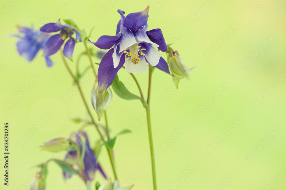 The Columbine flower Aquilegia. 
Violet- white columbine (aquilegia) blossom on green blurred background. 
