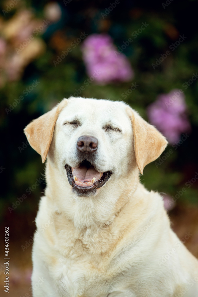 Labrador dog laughing 