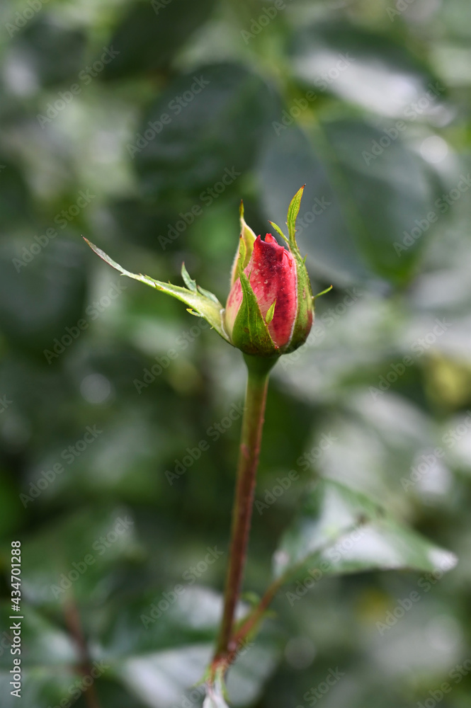 beautiful delicate pink rose bud on the background of green foliage in the garden in the rays of sunlight. Selective focus, bokeh beautiful delicate pink rose bud on the background of green foliage in the garden in the rays of sunlight. Selective focus, bokeh