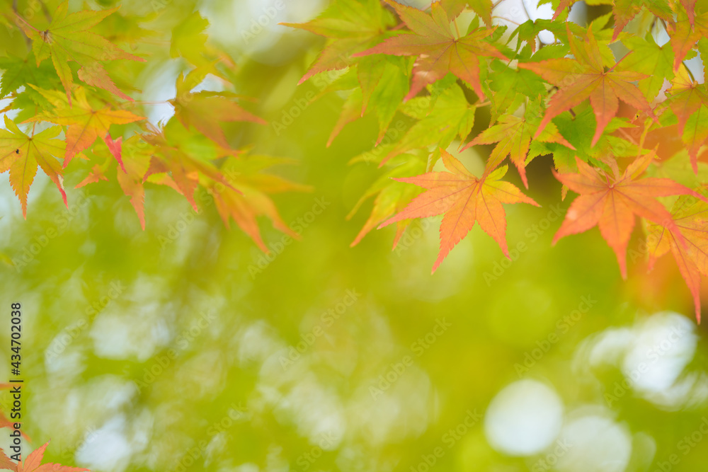 Autumn leaves of maple colored with beautiful gradation Autumn leaves of maple colored with beautiful gradation