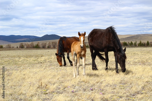 Horse and foal family looking at camera. Herd of horses on Spring meadow