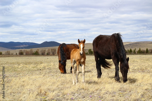 Horse and foal family looking at camera. Herd of horses on Spring meadow