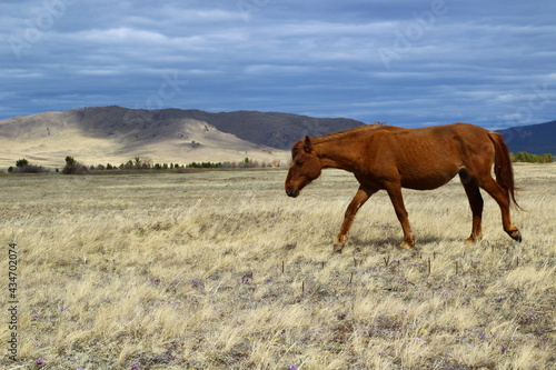Chestnut horse grazing on Spring Meadow 