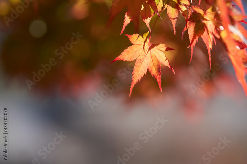 Autumn leaves of maple colored with beautiful gradation