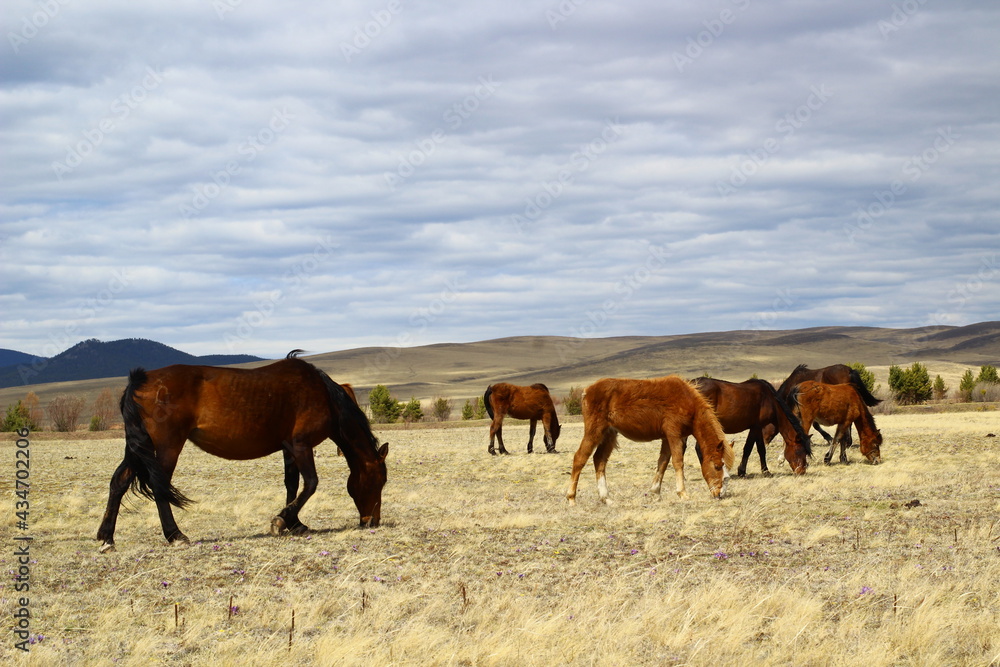 Obraz premium Herd of horses on spring meadow palomino, bay, dun, chestnut 