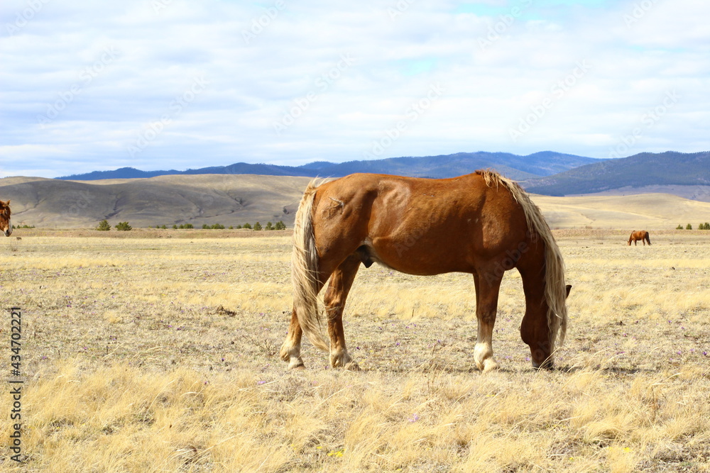 Palomino horse side view eating yellow grass on Spring Meadow under cloudy blue sky Palomino horse side view eating yellow grass on Spring Meadow under cloudy blue sky