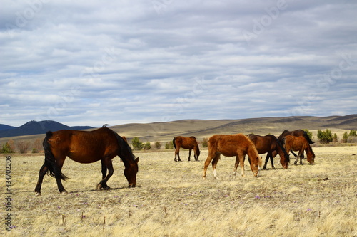 Herd of horses on spring meadow palomino, bay, dun, chestnut 